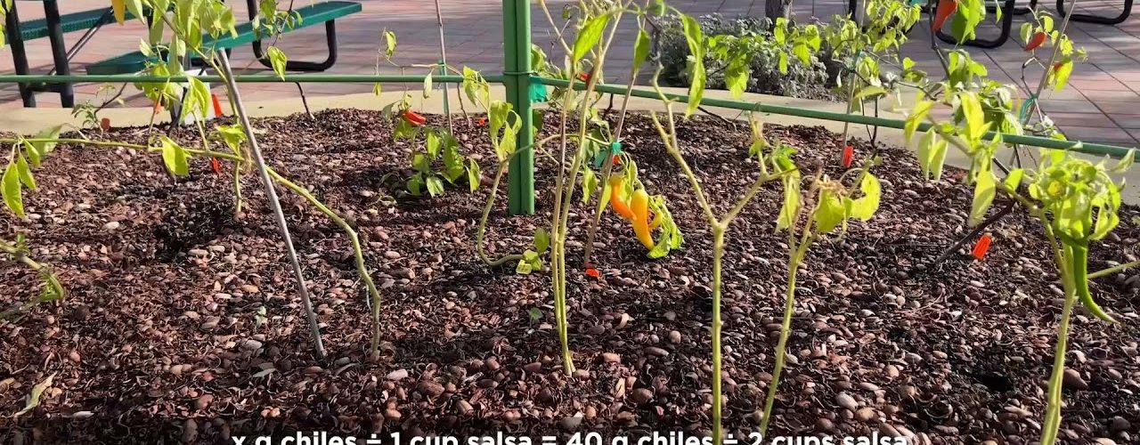 Taking a Math Walk at the Dallas Arboretum with an Informal Educator